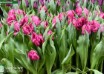 Tulipa Parrot Prince ® (2)